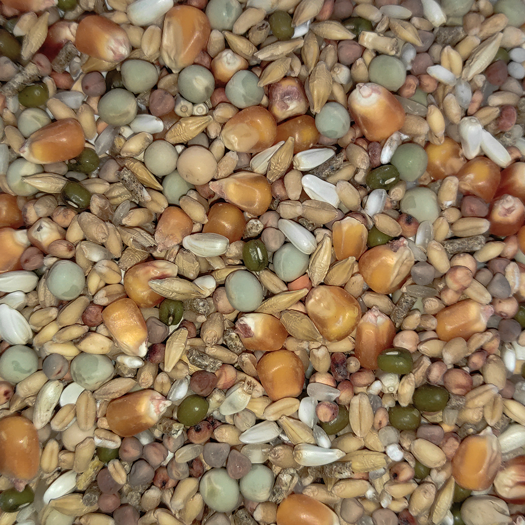 MIXTURA GALLO INGLES COMPETICION 20 KG - Imagen 2