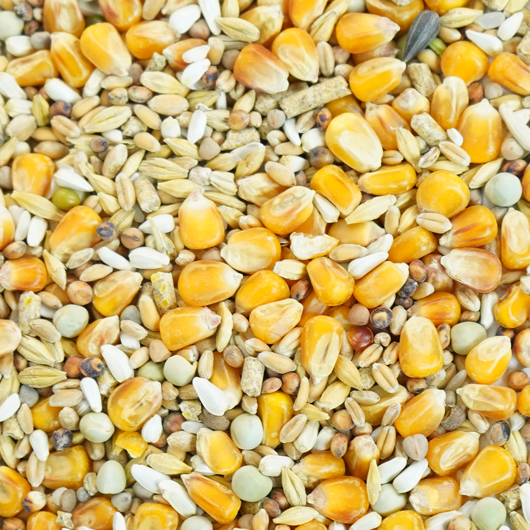 MIXTURA GALLO INGLES MANTENIMIENTO 20 KG - Imagen 2