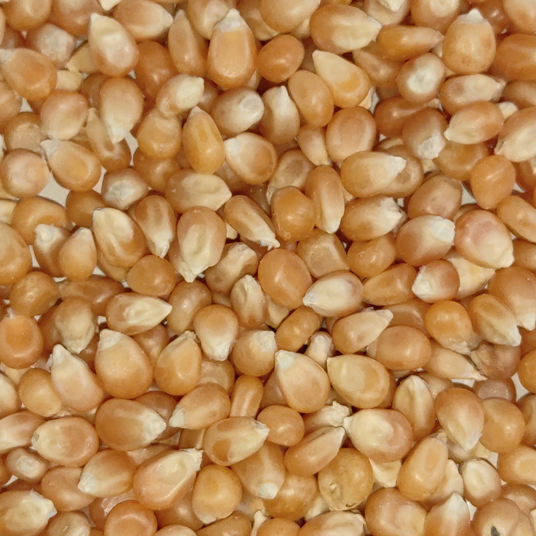 MAIZ PALOMITAS (POP CORN) 22,68 KG