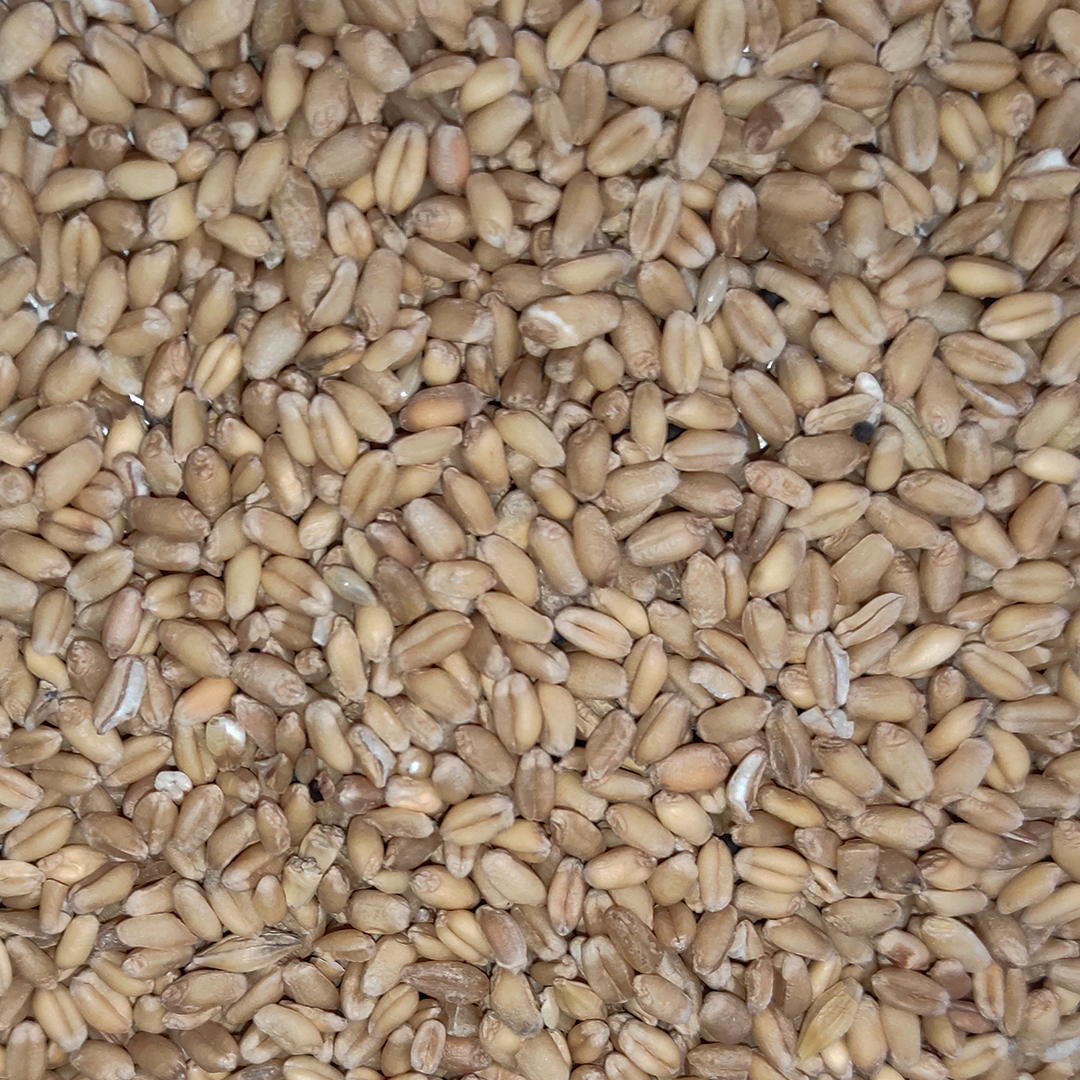 TRIGO 25 KG