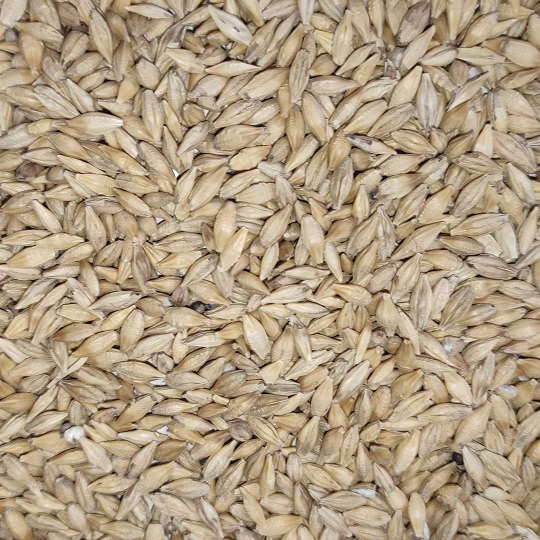 CEBADA 25 KG