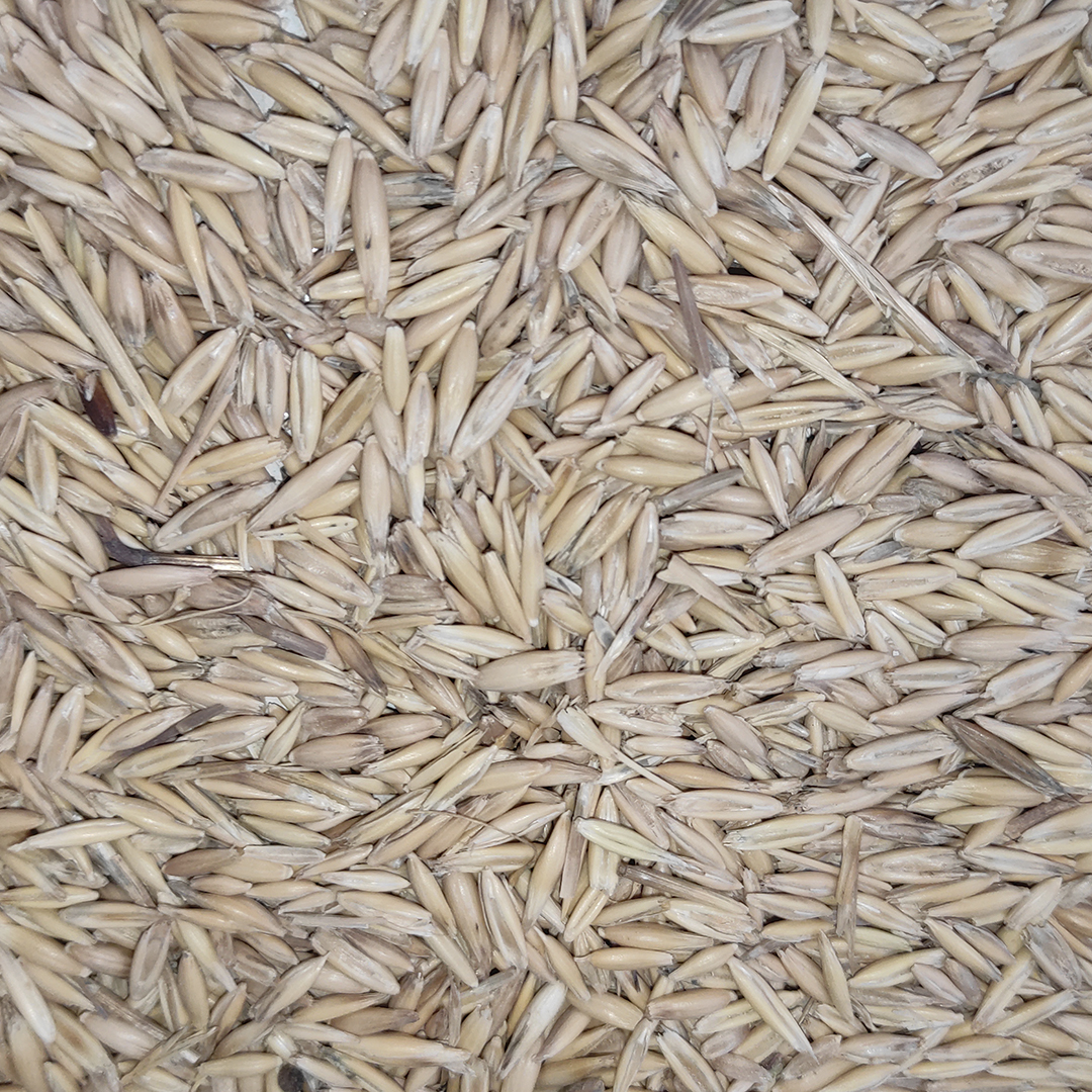 AVENA 25 KG