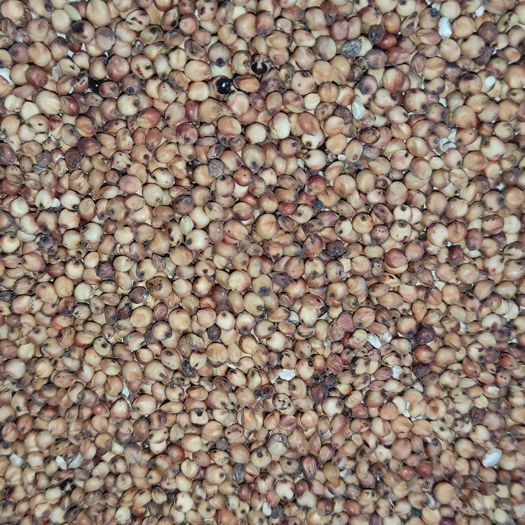 SORGO ROJO 25KG