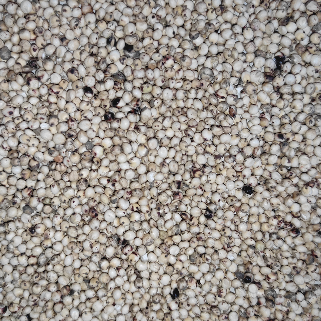 SORGO BLANCO (DARI) 25 KG