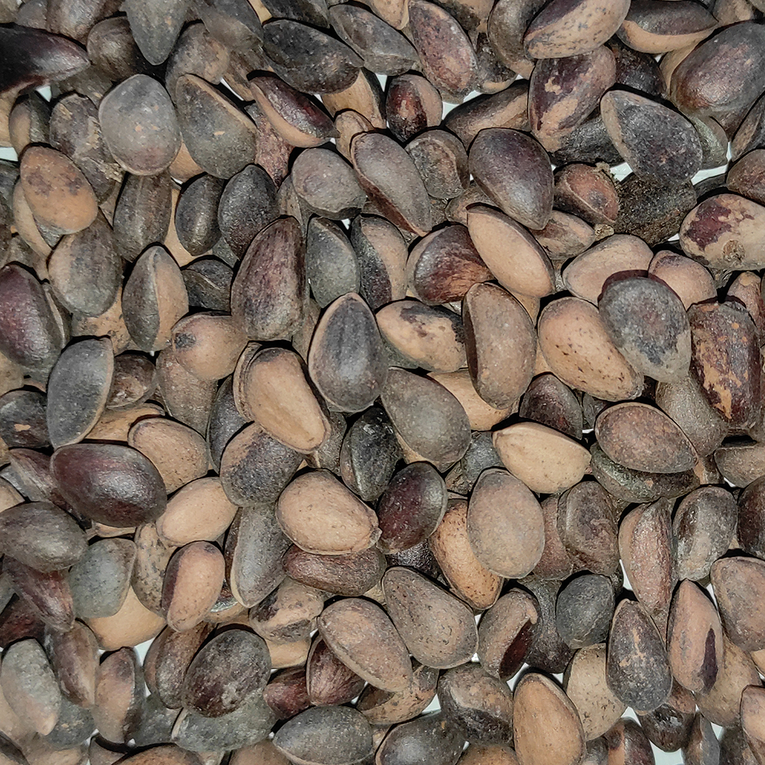 NUEZ DE CEDRO 25 KG