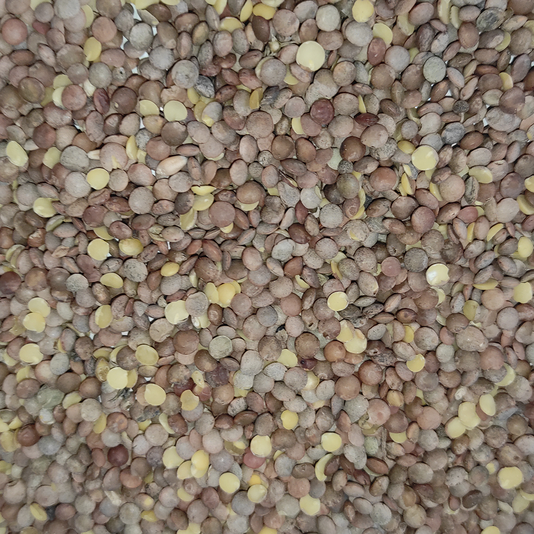 LENTEJILLA PARDINA O VERDE 25 KG