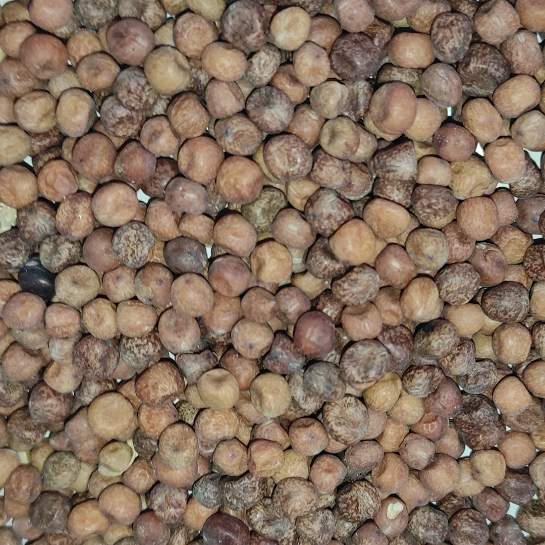 GUISANTE TASMANIA 25 KG