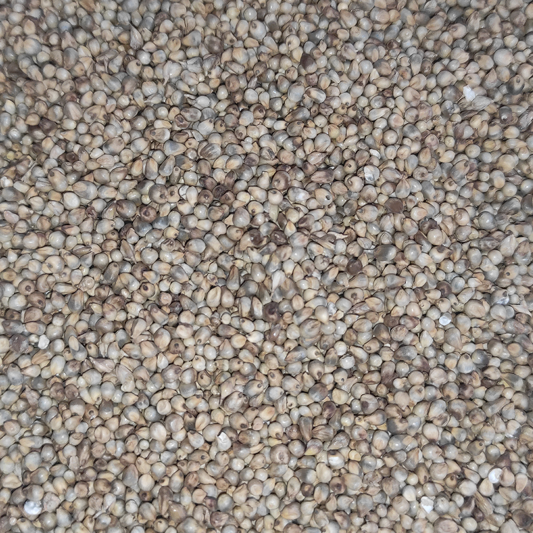 PANICILLO 25 KG