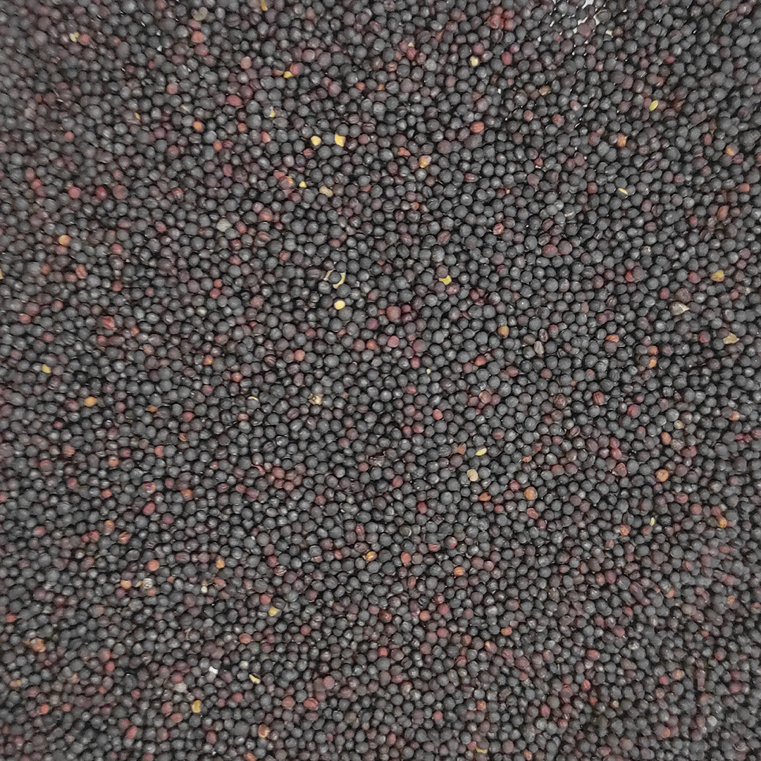 COLZA 25 KG