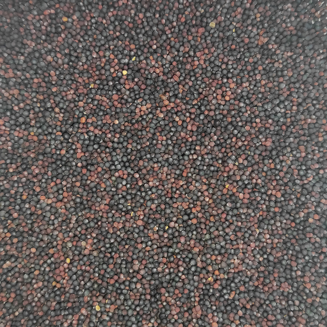 COLZA ROJA 25 KG