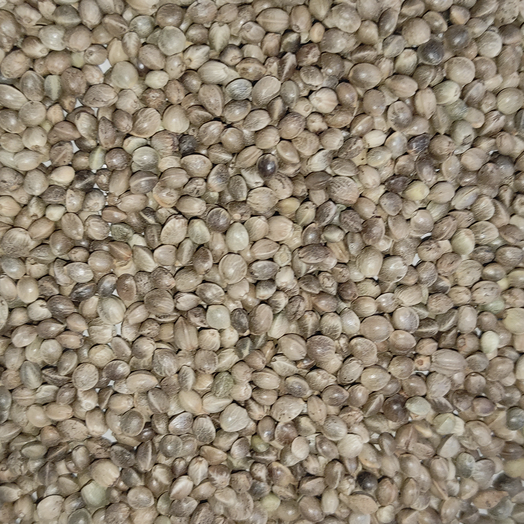 CAÑAMON GIGANTE 25 KG