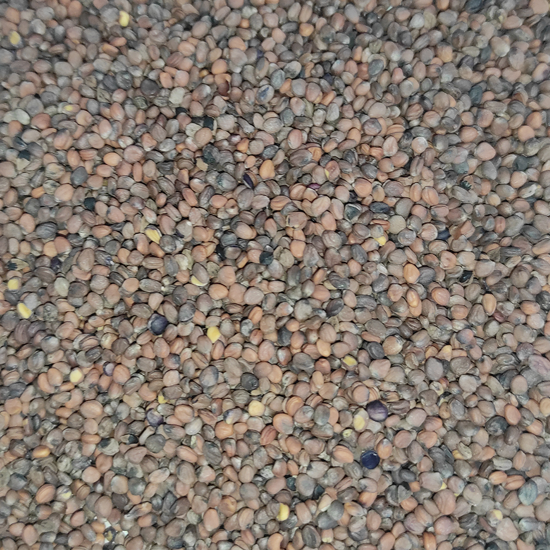 RABANO SEMILLA PAJAROS 25 KG