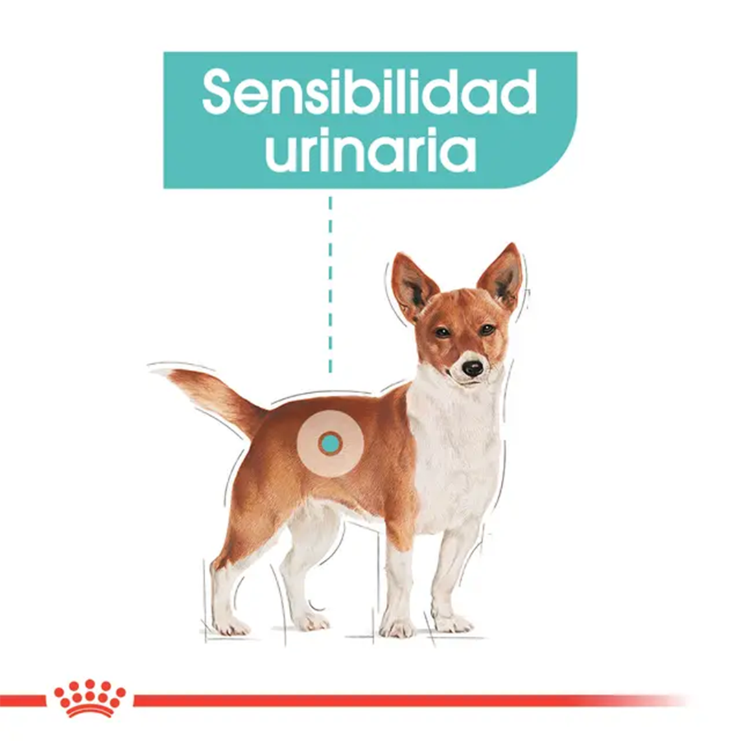 ROYAL CANIN MINI URINARY CARE 3KG - Imagen 6