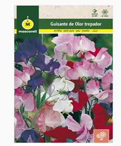 GUISANTE DE OLOR TREPADOR "J. CLUB"