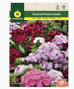 CLAVEL DEL POETA "J. CLUB"