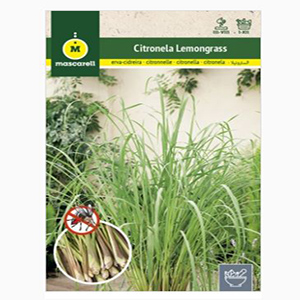 CITRONELA LEMONGRASS "RAINBOW"